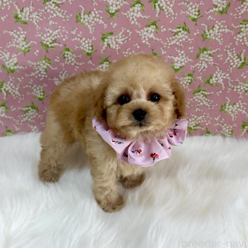 販売中の広島県のティーカッププードル-435914の3枚目