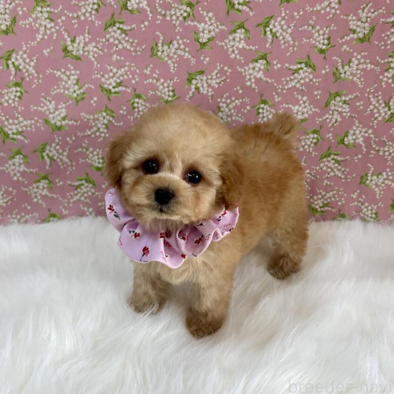 販売中の広島県のティーカッププードル-435914の2枚目