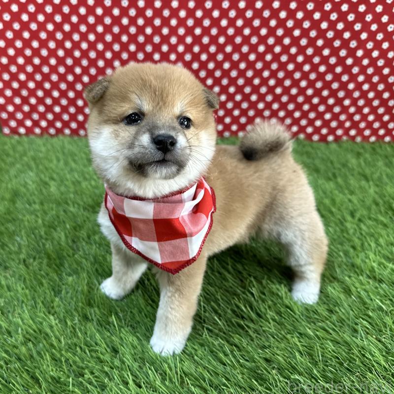 販売中の広島県の豆柴-435917の4枚目