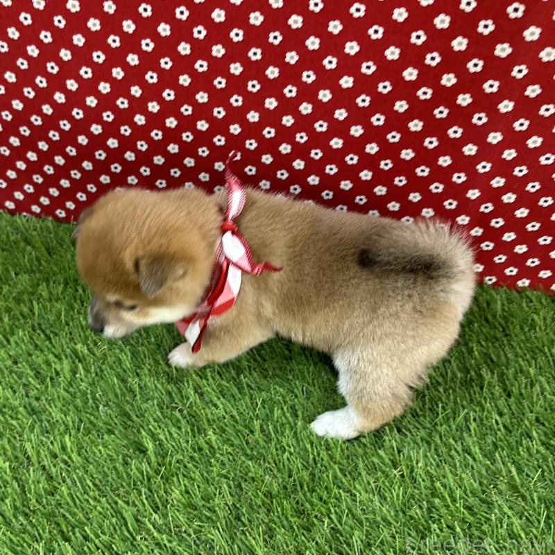 販売中の広島県の豆柴-435917の3枚目