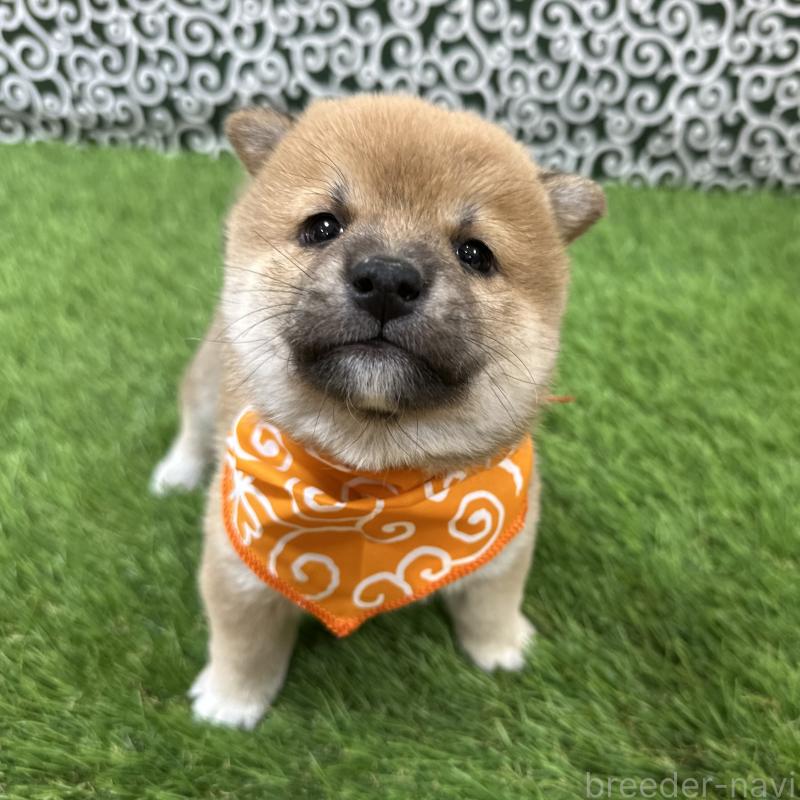 販売中の広島県の豆柴-435918