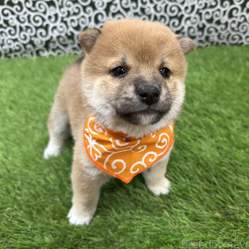 販売中の広島県の豆柴-435918の4枚目