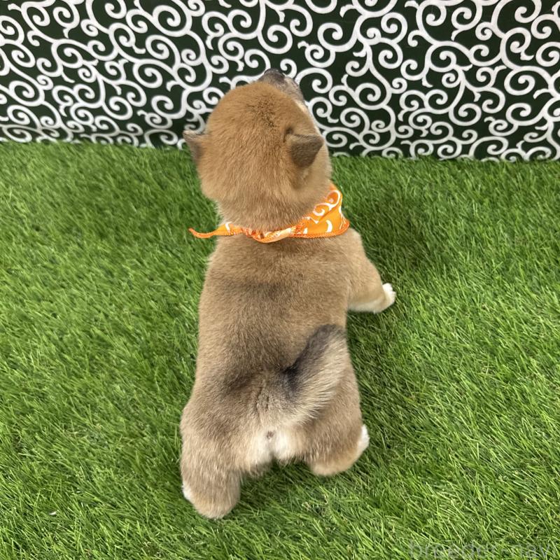 販売中の広島県の豆柴-435918の3枚目