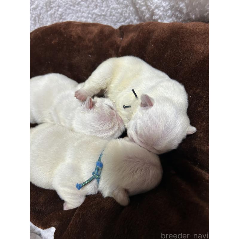 販売中の群馬県のフレンチブルドッグ-438579の2枚目