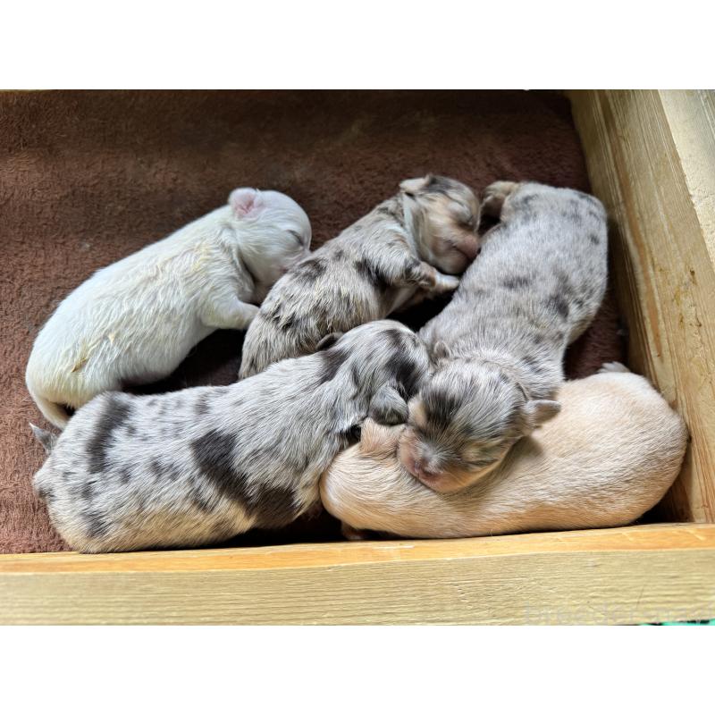 販売中の茨城県のチワワ(ロングコート)-434029の14枚目