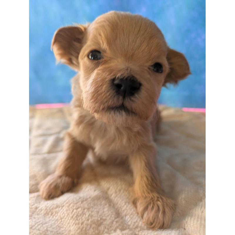 販売中の埼玉県のマルプー:マルチーズ×トイプードル-434624の20枚目