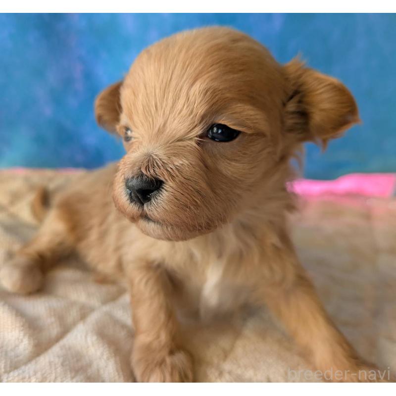 販売中の埼玉県のマルプー:マルチーズ×トイプードル-434624の19枚目