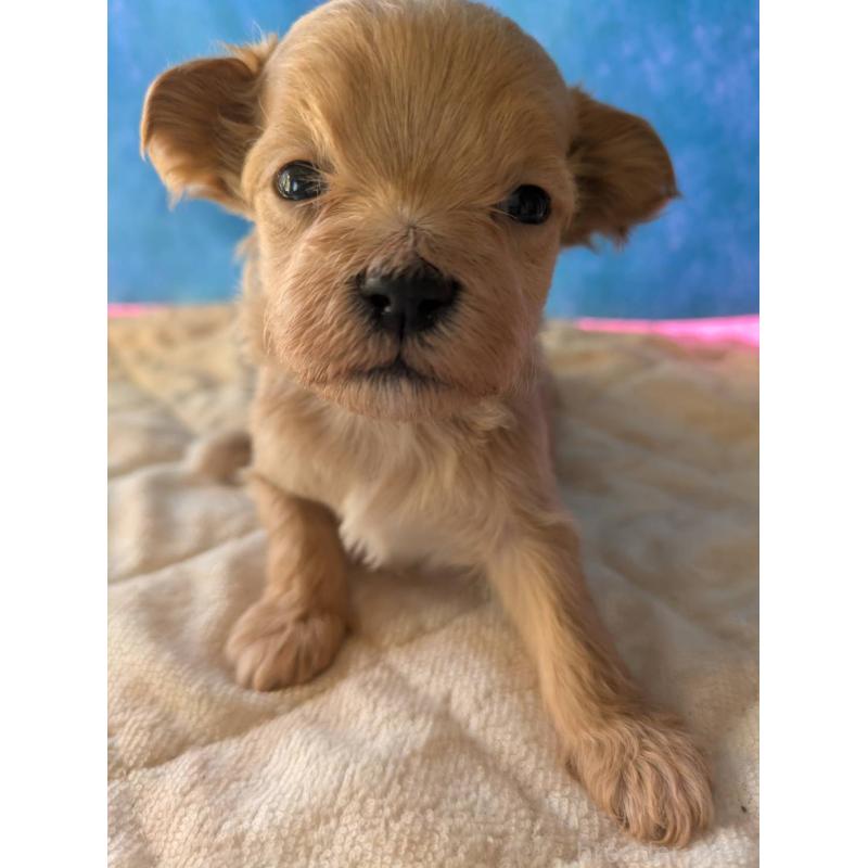 販売中の埼玉県のマルプー:マルチーズ×トイプードル-434624の18枚目