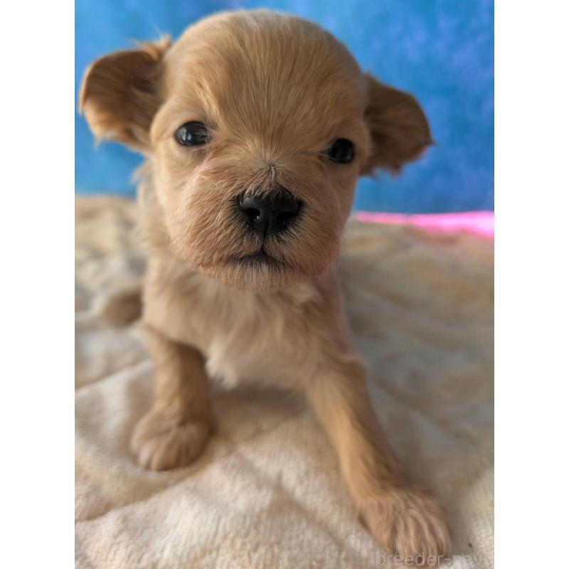 販売中の埼玉県のマルプー:マルチーズ×トイプードル-434624の17枚目