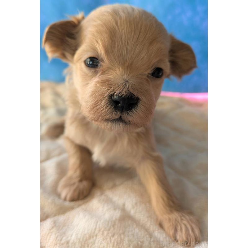 販売中の埼玉県のマルプー:マルチーズ×トイプードル-434624の16枚目