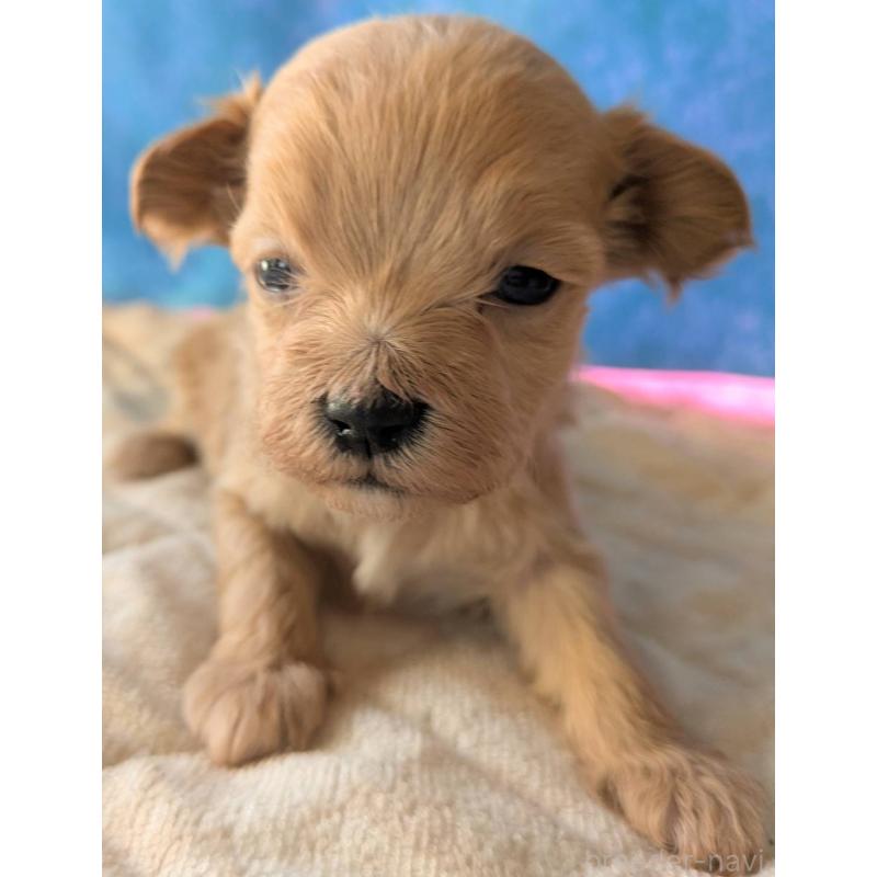 販売中の埼玉県のマルプー:マルチーズ×トイプードル-434624の15枚目