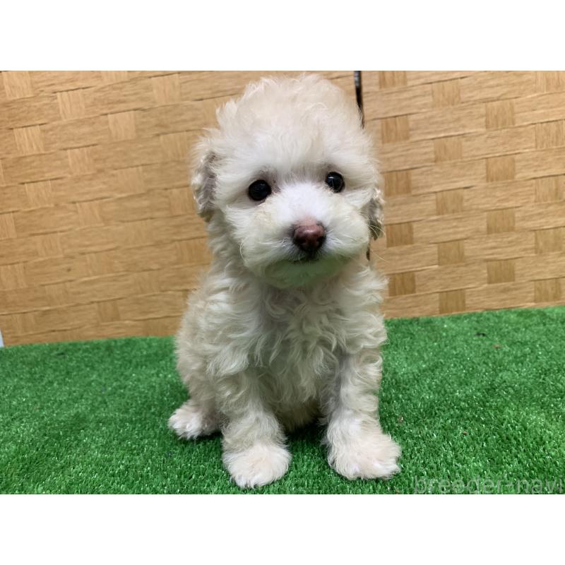 販売中の福岡県のトイプードル-435923の6枚目
