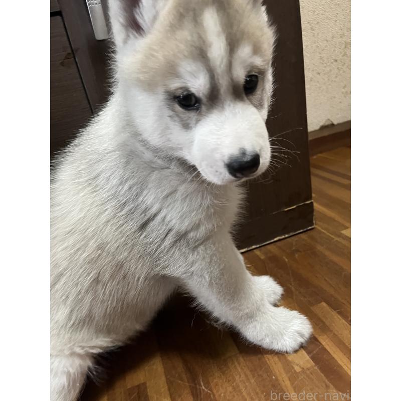 販売中の富山県のシベリアンハスキー-432802