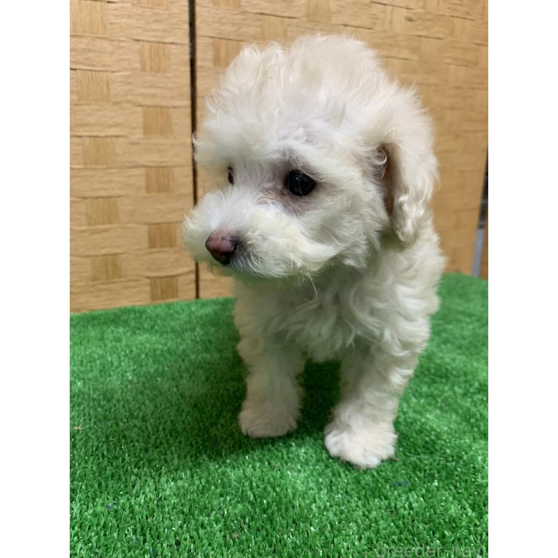 販売中の福岡県のトイプードル-435923の5枚目