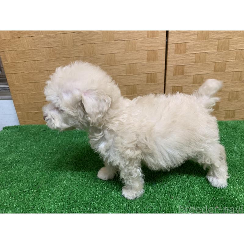 販売中の福岡県のトイプードル-435923の4枚目