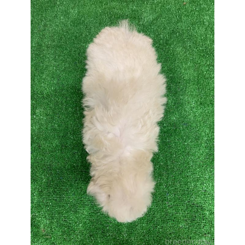 販売中の福岡県のトイプードル-435923の3枚目