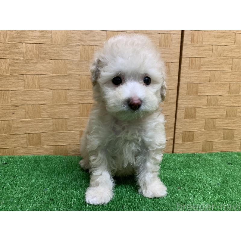 販売中の福岡県のトイプードル-435923の2枚目