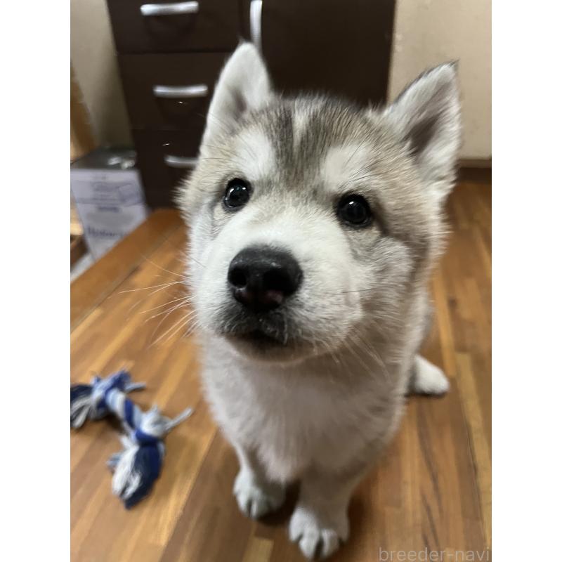 販売中の富山県のシベリアンハスキー-432800