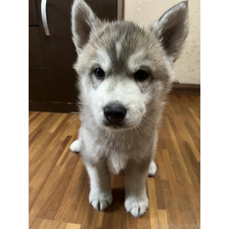 成約済の富山県のシベリアンハスキー-432800の4枚目