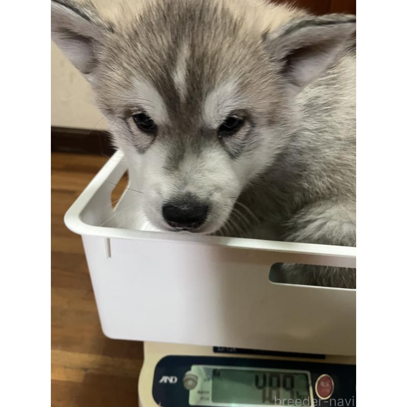 成約済の富山県のシベリアンハスキー-432800の3枚目