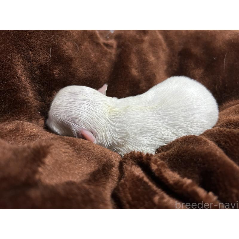 販売中の群馬県のチワワ(ロングコート)-436041の2枚目