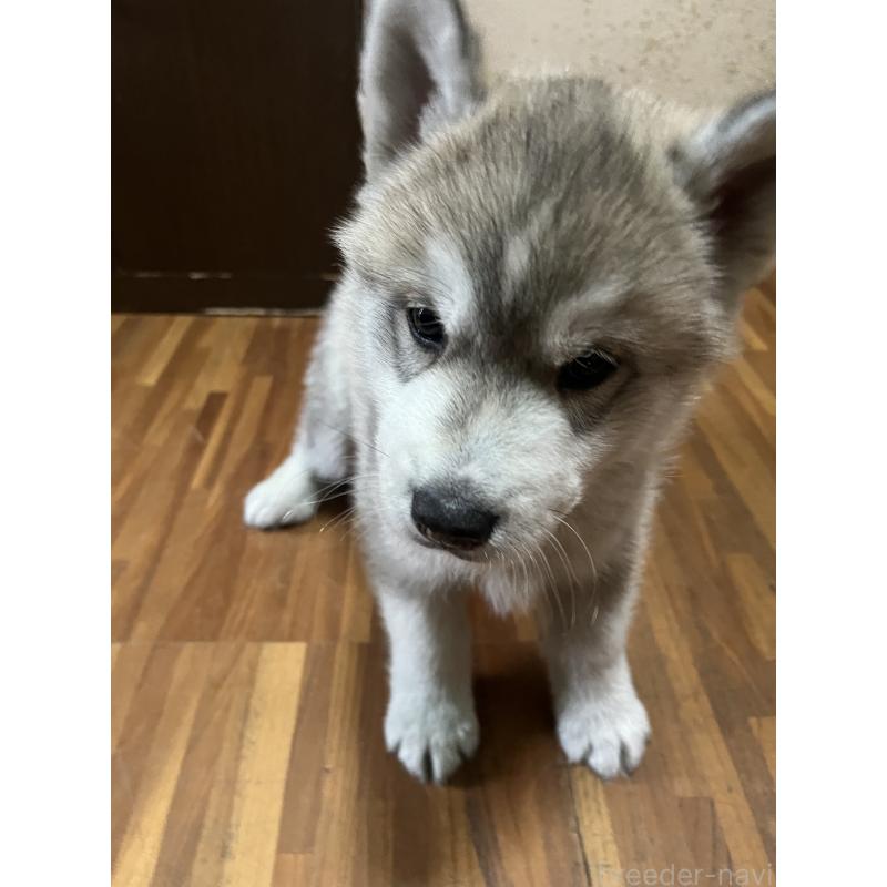 成約済の富山県のシベリアンハスキー-432800の2枚目