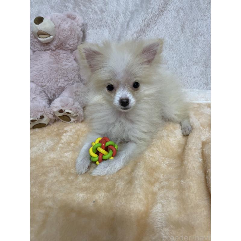 販売中の熊本県のポメラニアン-435924の2枚目