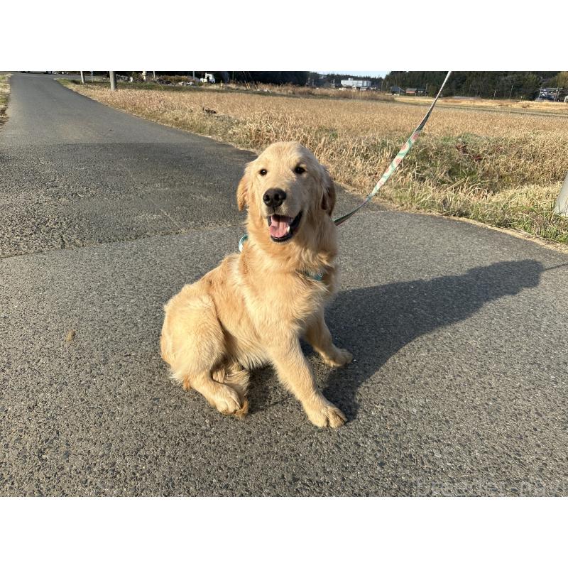 商談中の千葉県のゴールデンレトリーバー-391660の8枚目