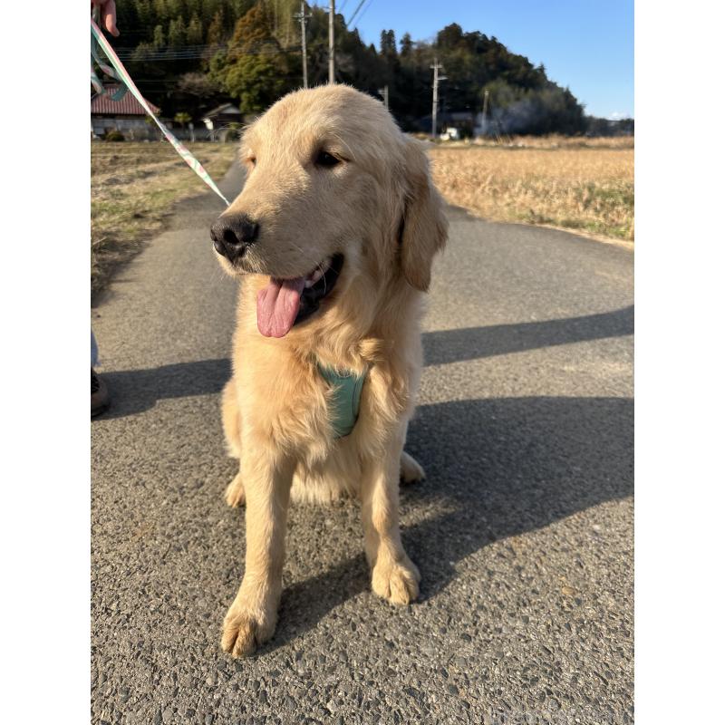 商談中の千葉県のゴールデンレトリーバー-391660の7枚目