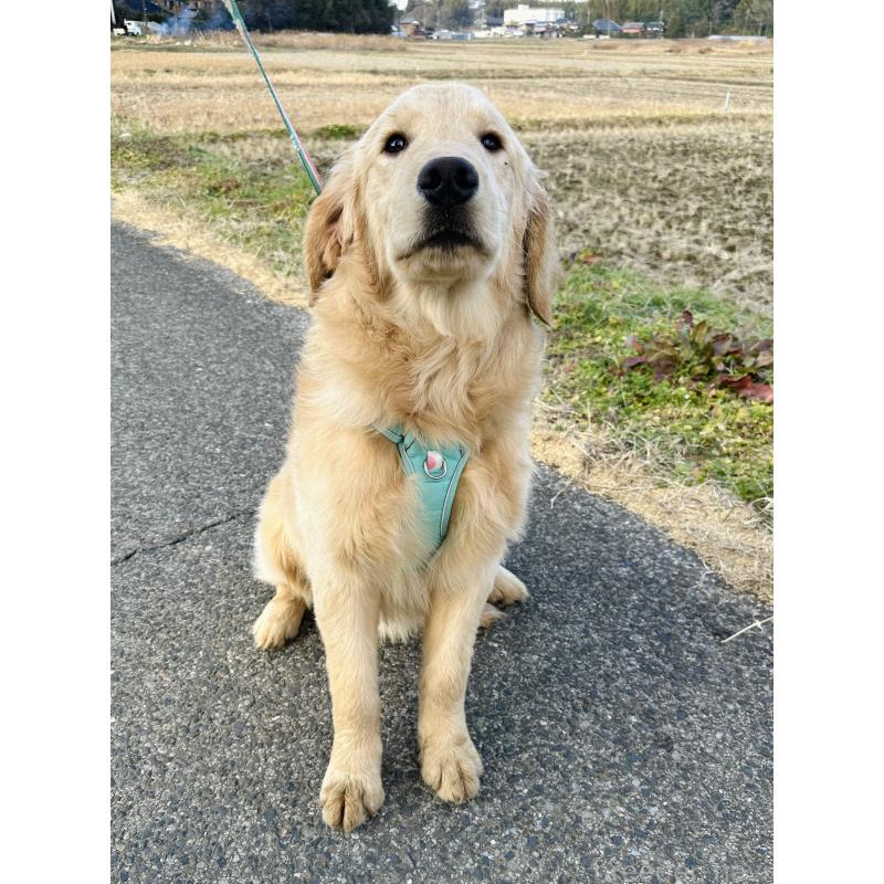 商談中の千葉県のゴールデンレトリーバー-391660の6枚目