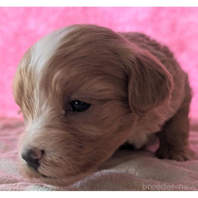 販売中の埼玉県のマルプー:マルチーズ×トイプードル-434620の36枚目