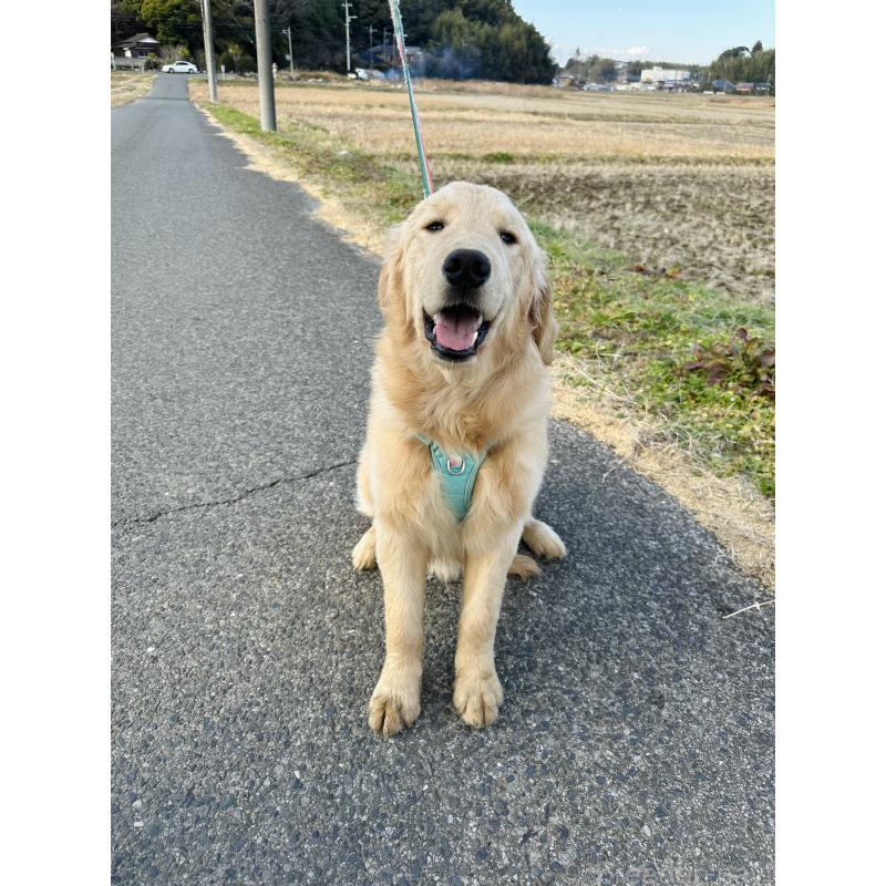 商談中の千葉県のゴールデンレトリーバー-391660の5枚目