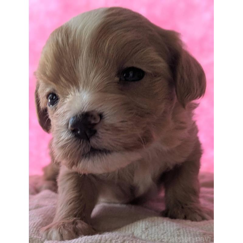 販売中の埼玉県のマルプー:マルチーズ×トイプードル-434620の35枚目