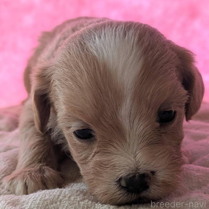 販売中の埼玉県のマルプー:マルチーズ×トイプードル-434620の34枚目