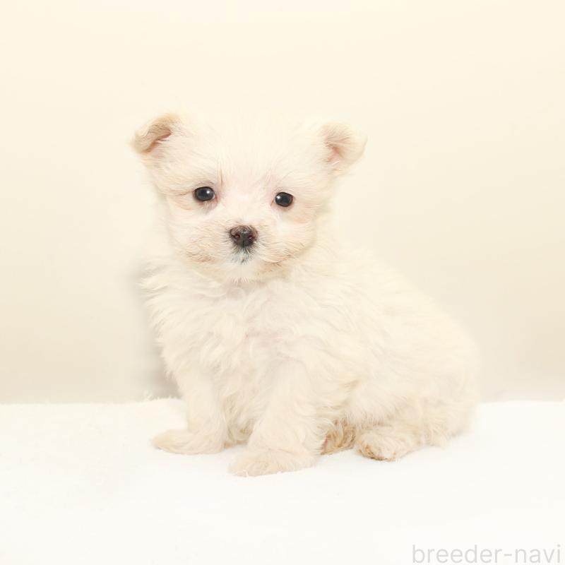 販売中の熊本県のマルプー:マルチーズ×トイプードル-427640