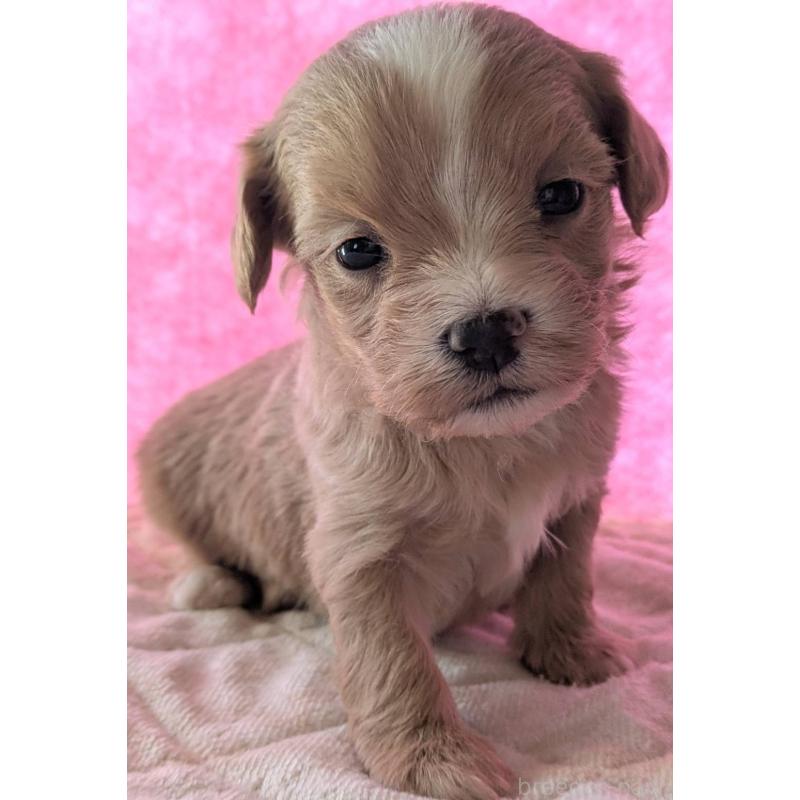 販売中の埼玉県のマルプー:マルチーズ×トイプードル-434620の33枚目