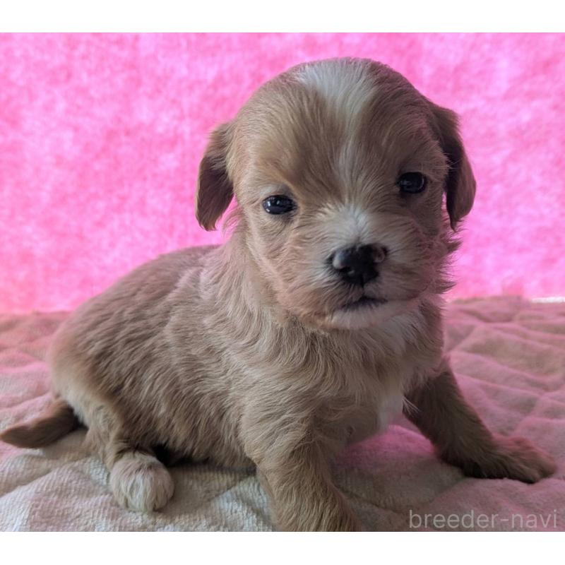 販売中の埼玉県のマルプー:マルチーズ×トイプードル-434620の31枚目