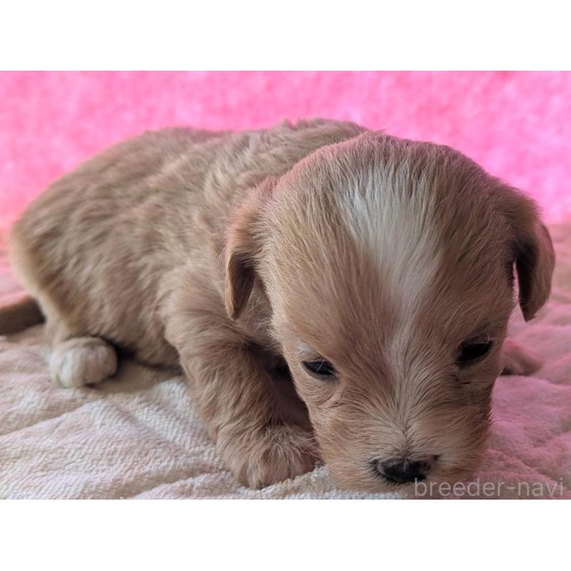 販売中の埼玉県のマルプー:マルチーズ×トイプードル-434620の30枚目