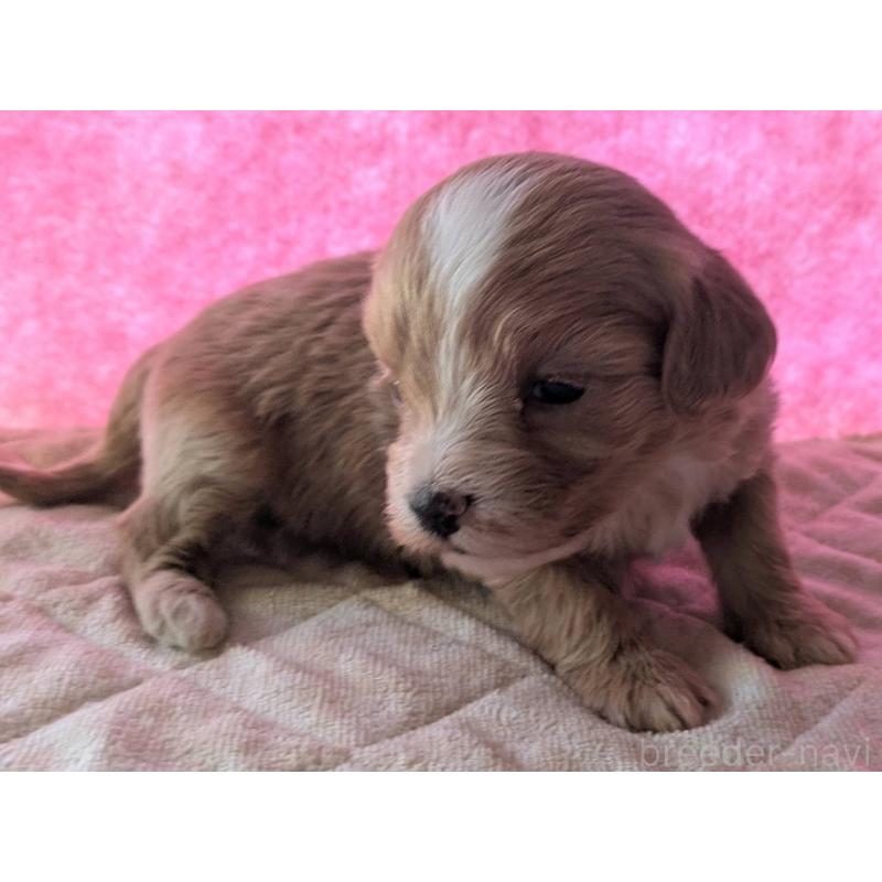 販売中の埼玉県のマルプー:マルチーズ×トイプードル-434620の29枚目