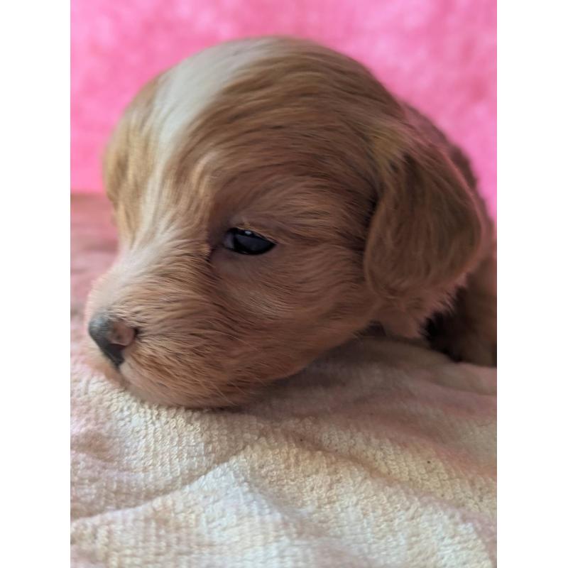 販売中の埼玉県のマルプー:マルチーズ×トイプードル-434620の28枚目