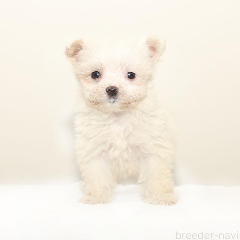 販売中の熊本県のマルプー:マルチーズ×トイプードル-427640の2枚目