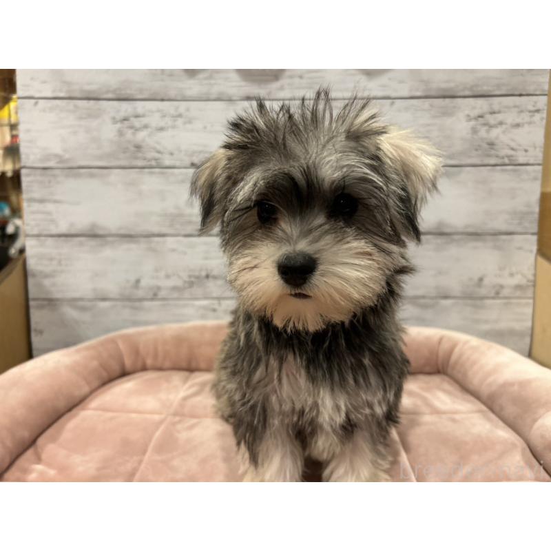 成約済の北海道のマルシュナ:マルチーズ×ミニチュアシュナウザー-423499の3枚目