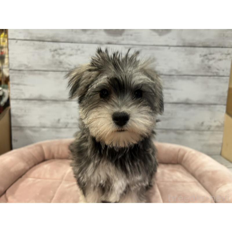 成約済の北海道のマルシュナ:マルチーズ×ミニチュアシュナウザー-423499の2枚目