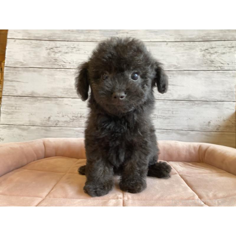 販売中の北海道のチワプー:チワワ×トイプードル-430772の4枚目