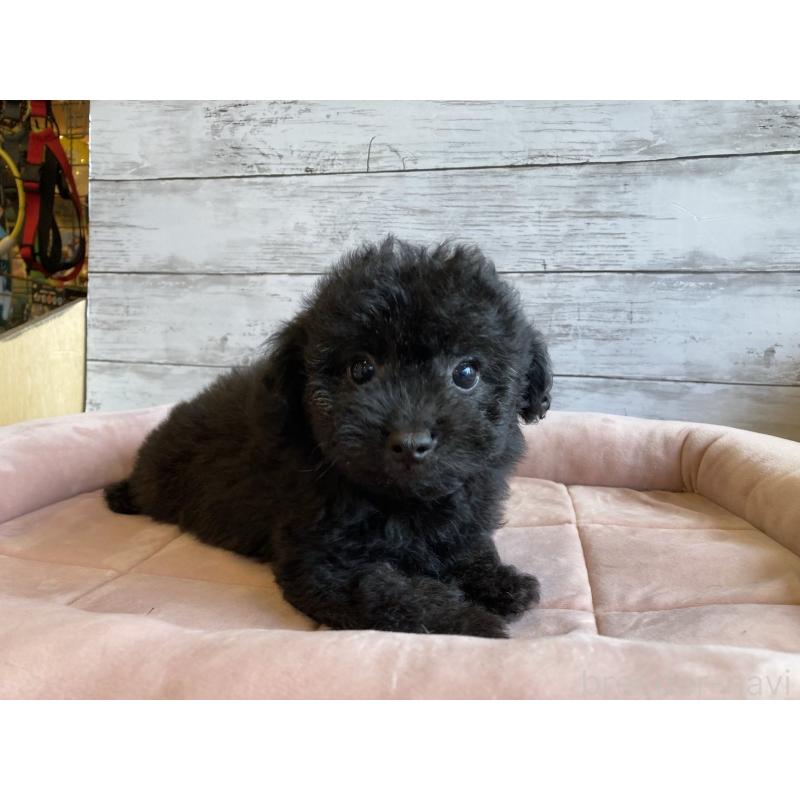 販売中の北海道のチワプー:チワワ×トイプードル-430772の3枚目