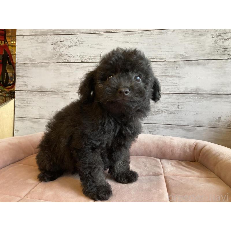 販売中の北海道のチワプー:チワワ×トイプードル-430772の2枚目