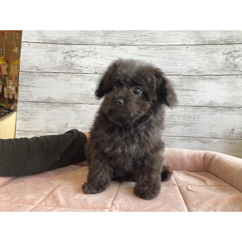 販売中の北海道のチワプー:チワワ×トイプードル-426342の3枚目