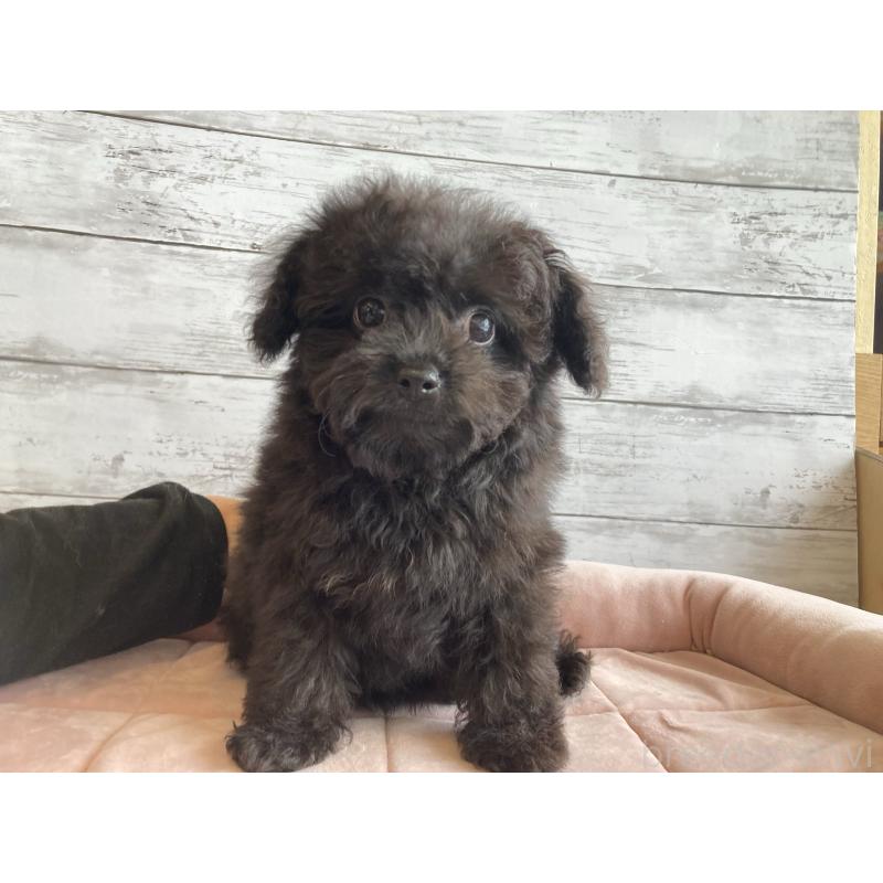 販売中の北海道のチワプー:チワワ×トイプードル-426342の2枚目