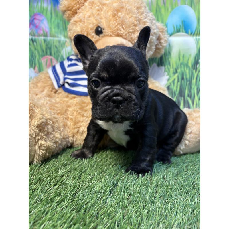 販売中の神奈川県のフレンチブルドッグ-435925の4枚目