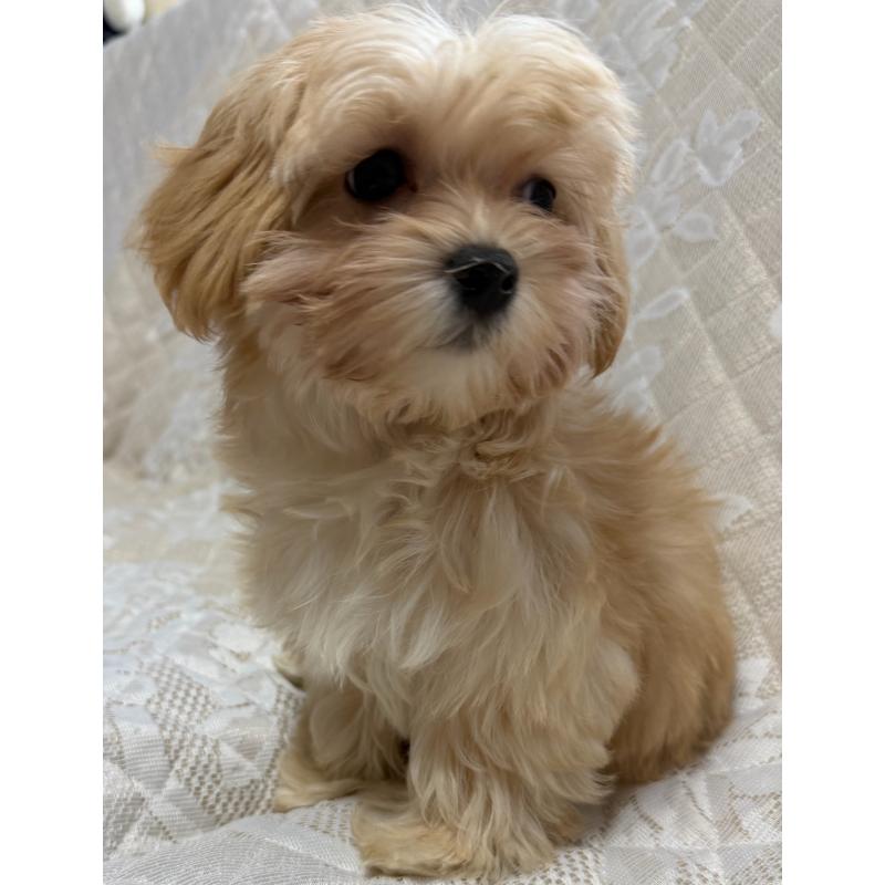 販売中の茨城県のマルプー:マルチーズ×トイプードル-428174の1枚目